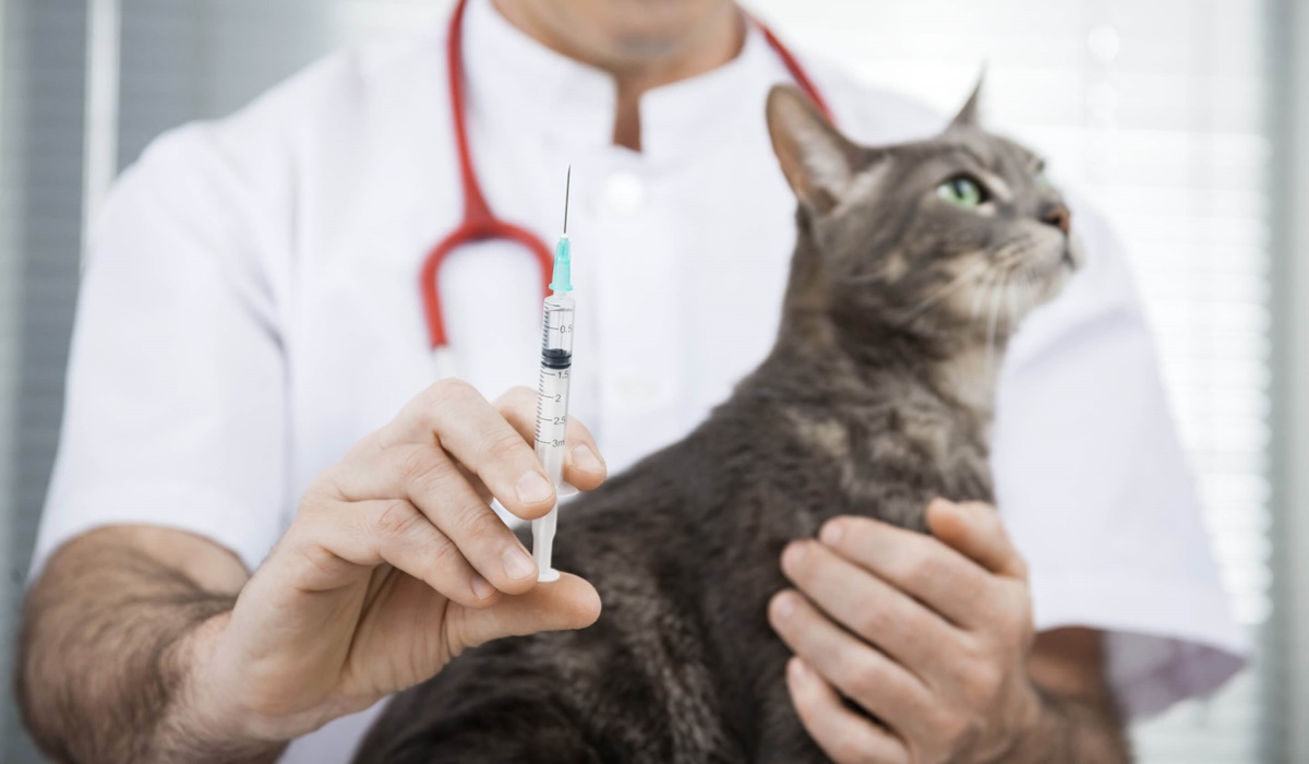 veterinario fa la puntura al gatto