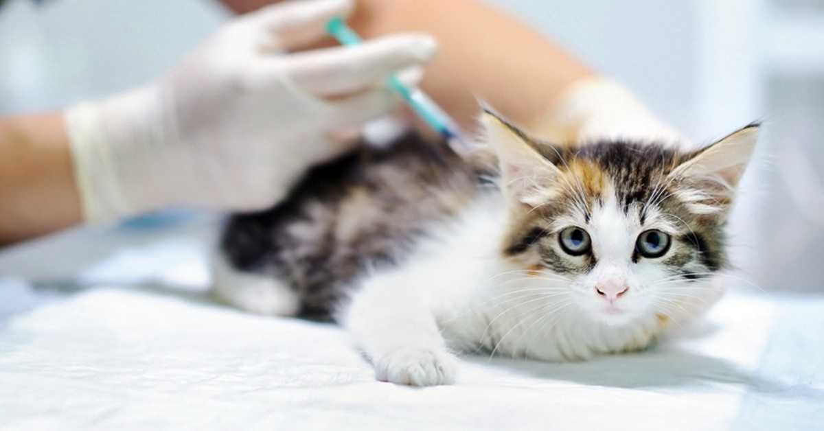 vaccinazione gattino