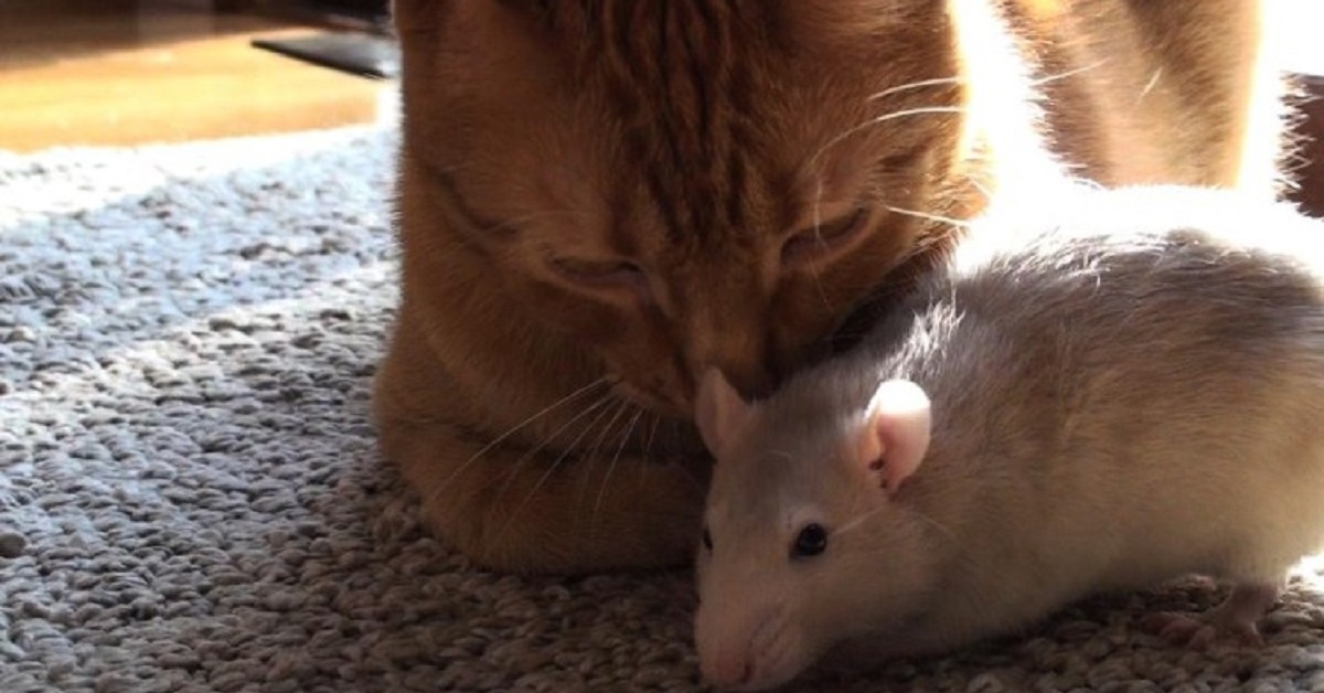 Ranj, il gattino Soriano migliore amico di un topolino (FOTO)
