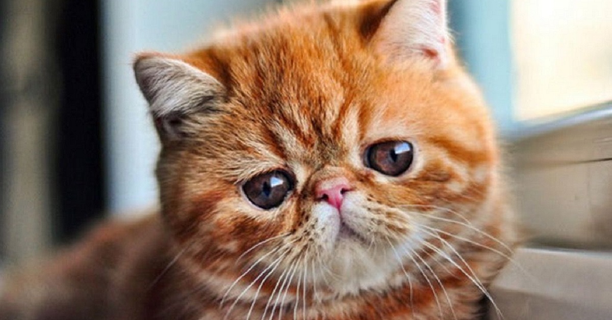 gatto Exotic Shorthair