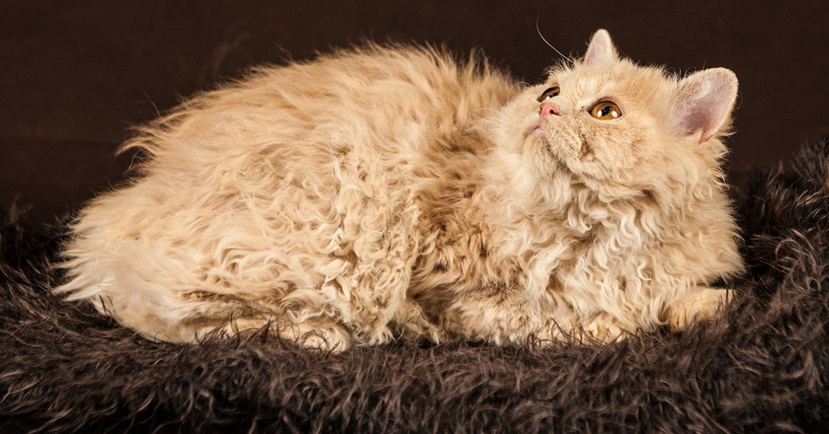 gatto Selkirk Rex