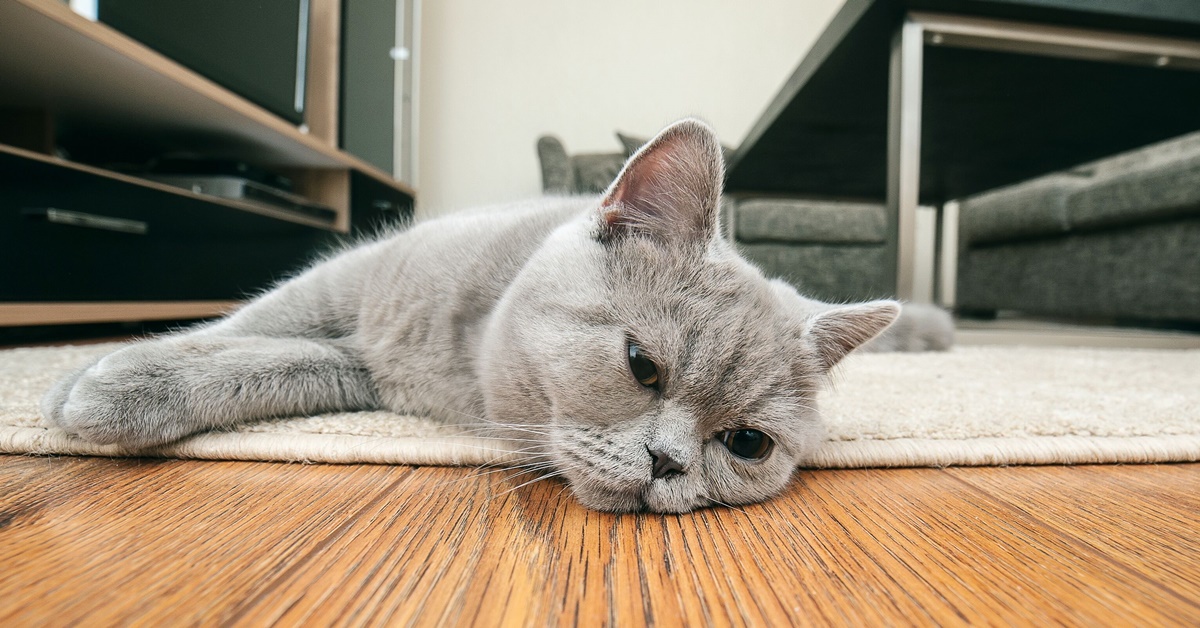 Reflusso acido nei gatti: da cosa è causato, sintomi, diagnosi e soluzioni