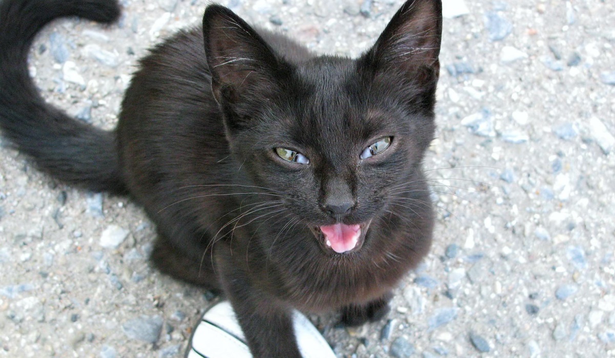 gattino nero che miagola