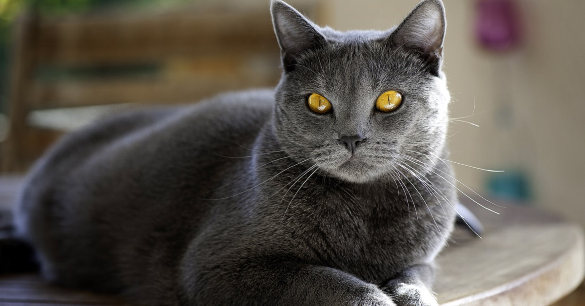 gatto grigio con occhi gialli