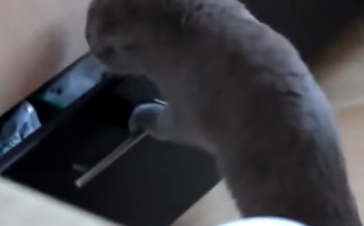 gattino scottish fold piano