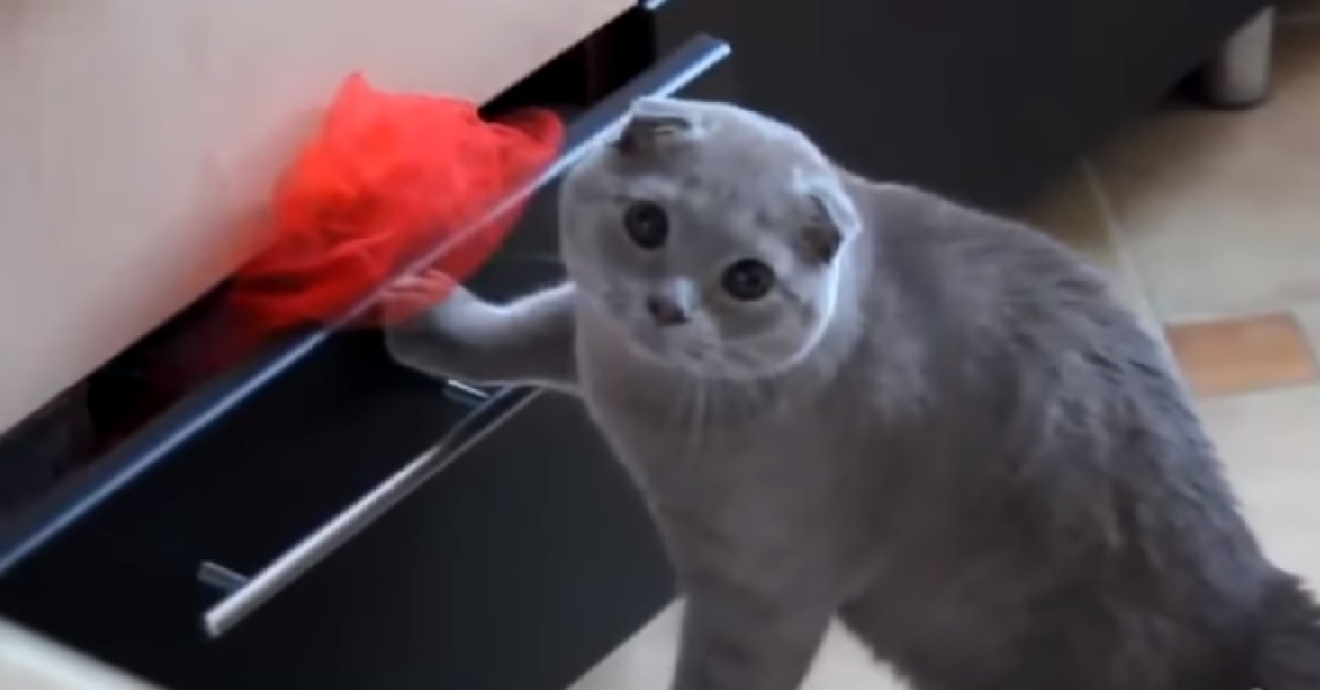 Registra il comportamento del suo gattino Scottish Fold, non avrebbe mai immaginato quel risultato