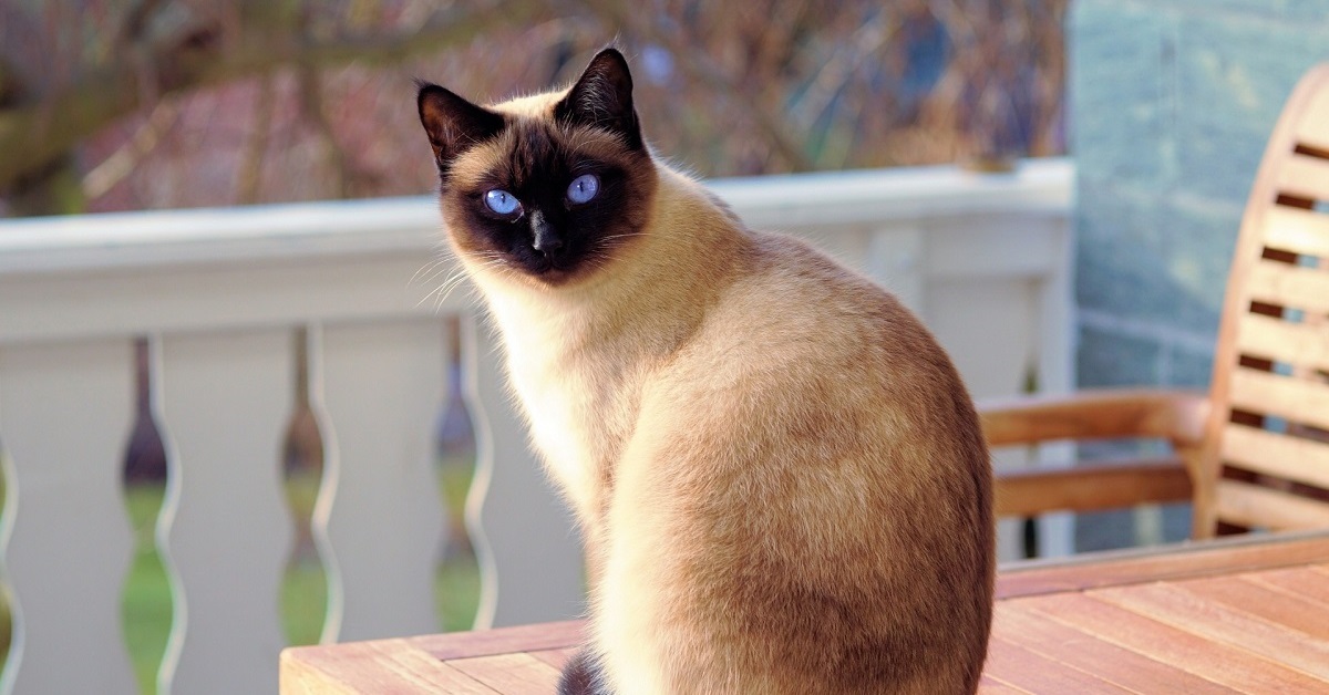 Ricky, il gattino Siamese anziano che non si rassegna alla vecchiaia (VIDEO)