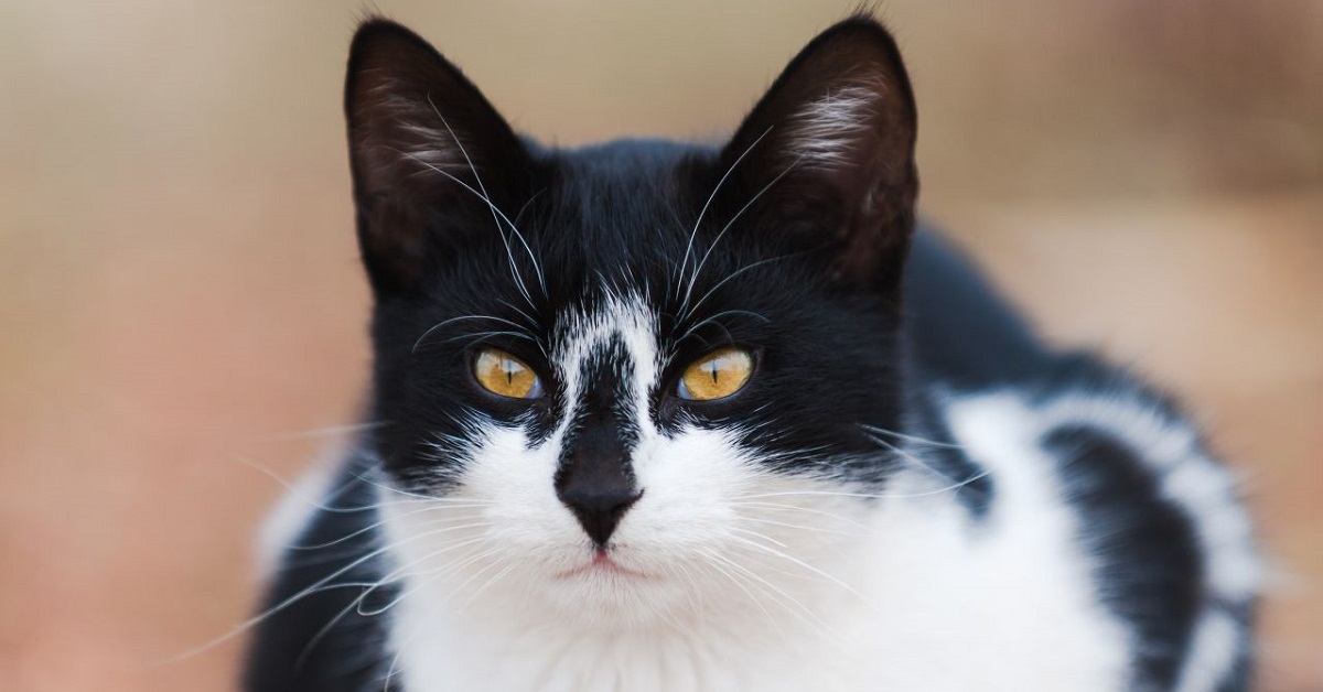 Rolo, il gattino europeo che, dopo l’abbandono fuori casa, ha riscoperto la felicità (VIDEO)