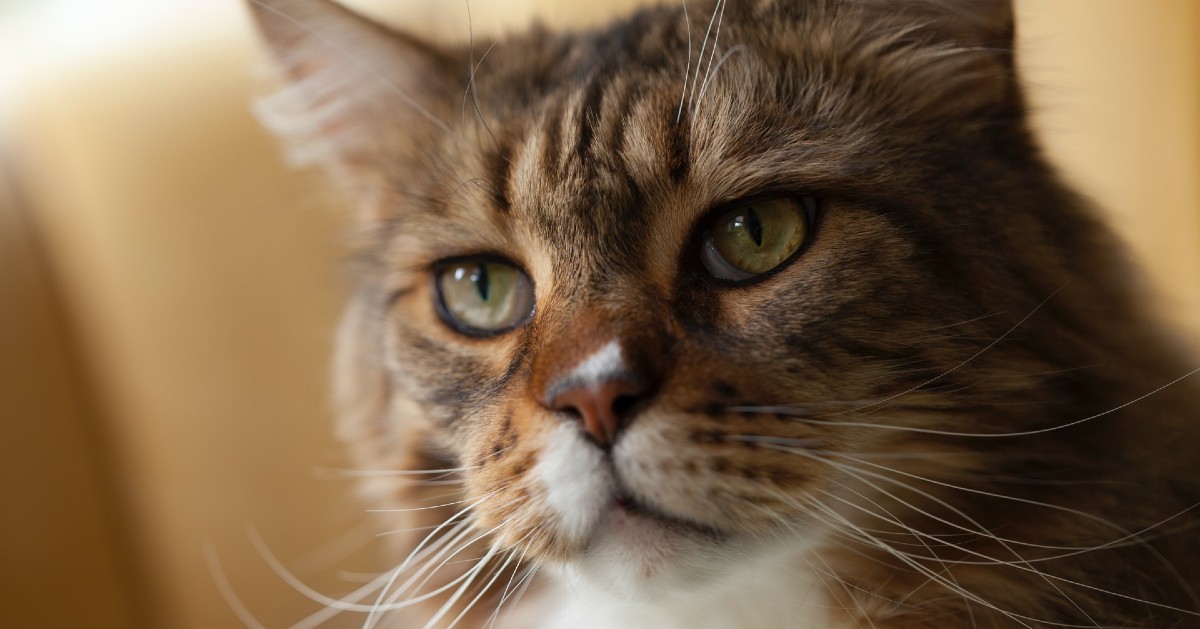 Cuccioli di Maine Coon, caratteristiche e temperamento: cosa sapere su di loro