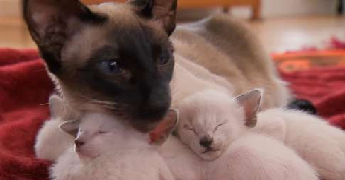 Sandra, la gattina siamese diventa mamma per la prima volta (VIDEO)