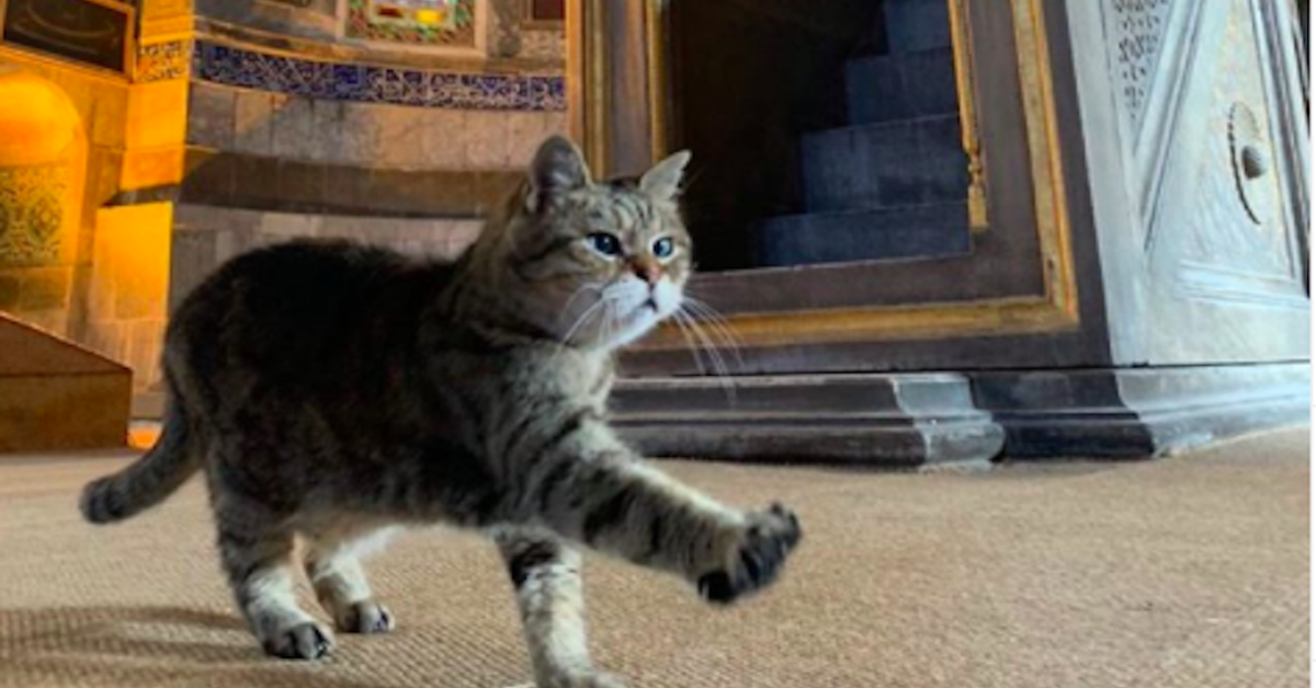 Gli gatto della moschea di Santa Sofia