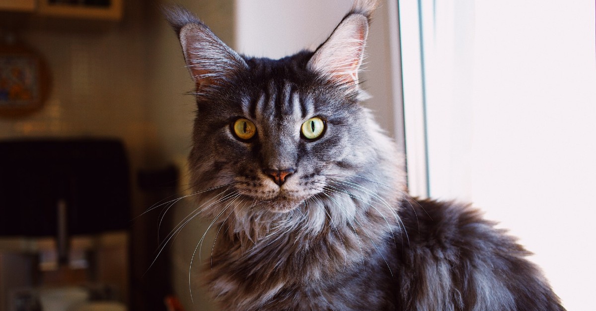cuccioli di maine coon quanto pesano