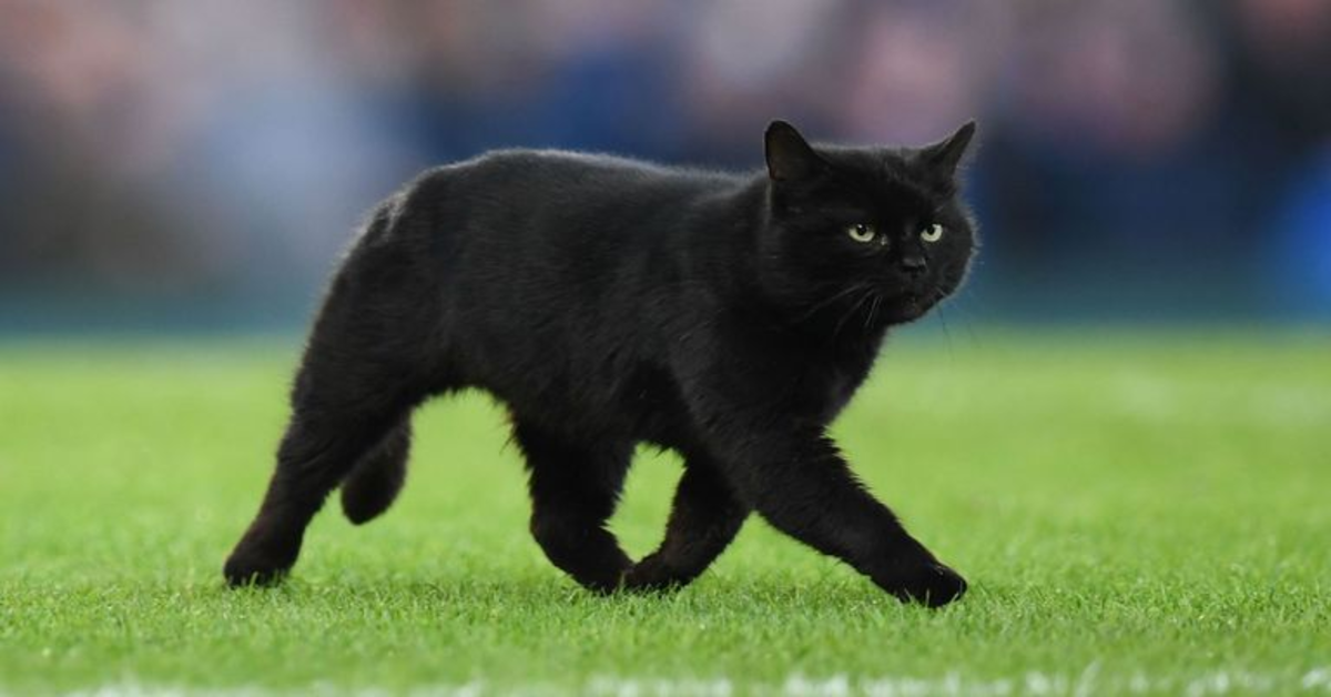 I gattini reagiscono in modo molto particolare quando vedono alla tv un altro micio che entra in campo durante una partita di football  (VIDEO)