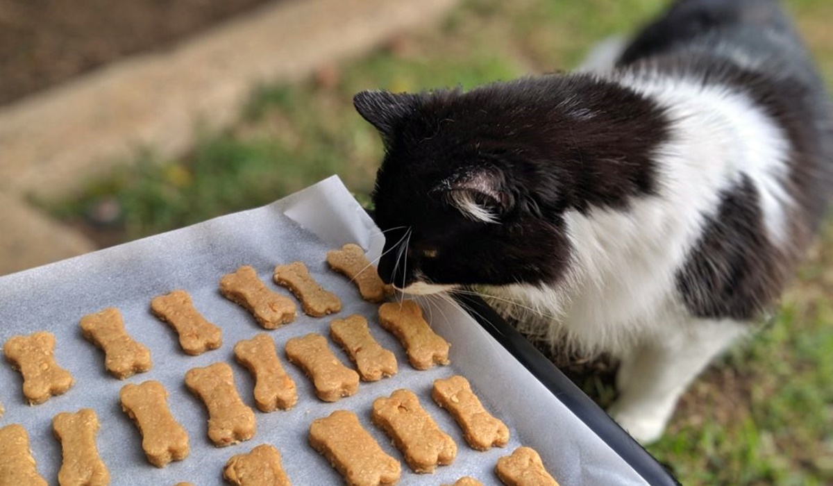 biscottini fatti in casa per gatti