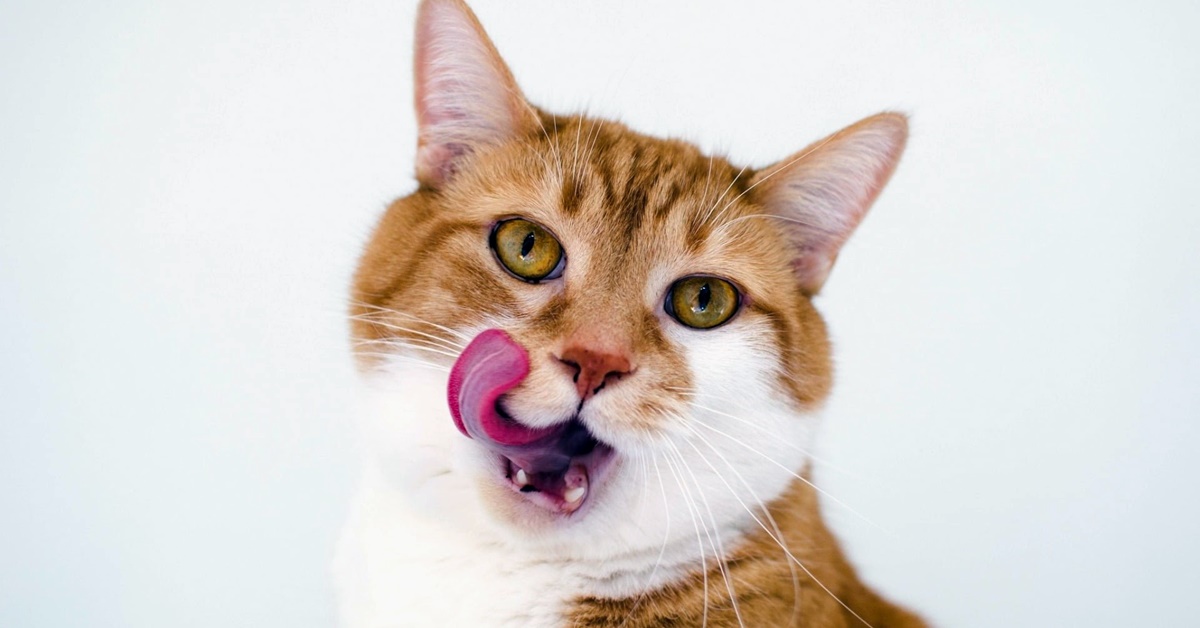 Snack da dare al gatto fatti in casa: quali sono i più deliziosi per lui