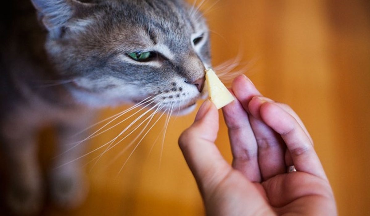 gatto mangia formaggio