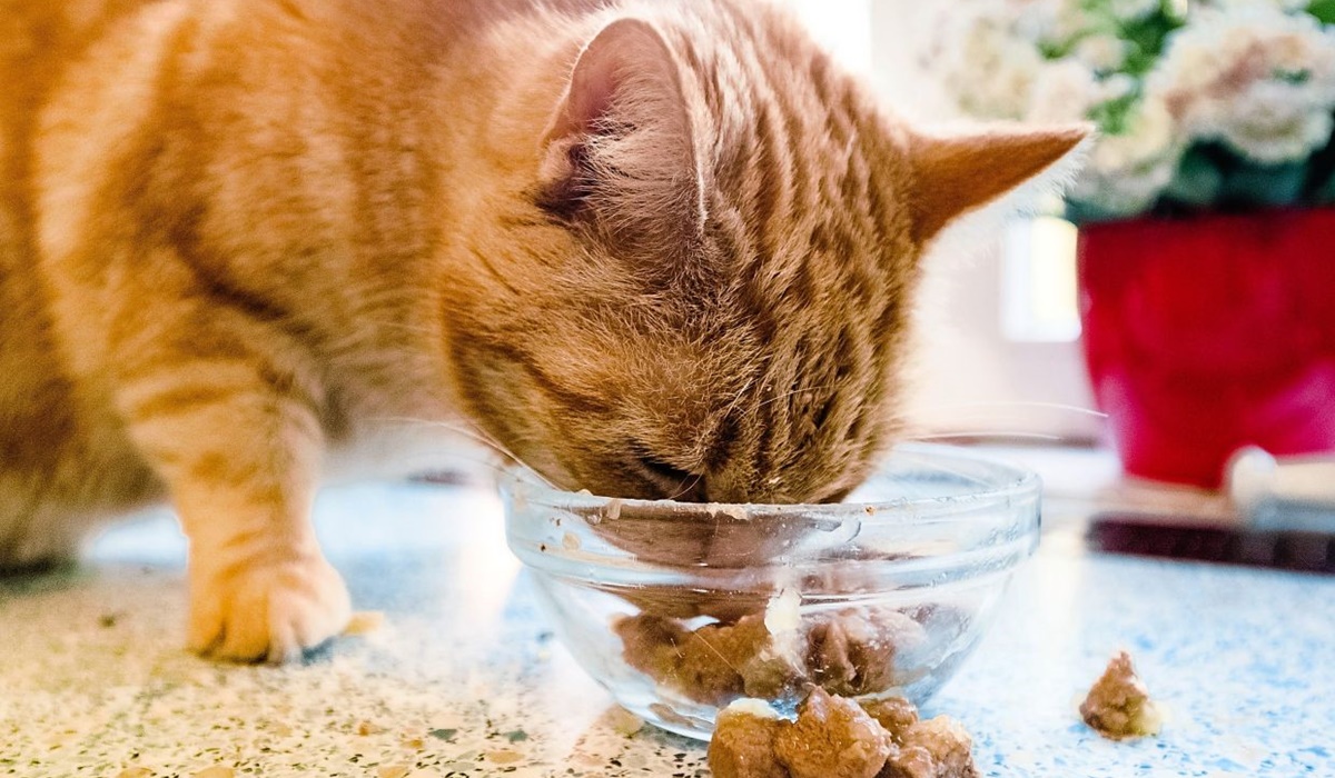 biscotti croccanti per gatti