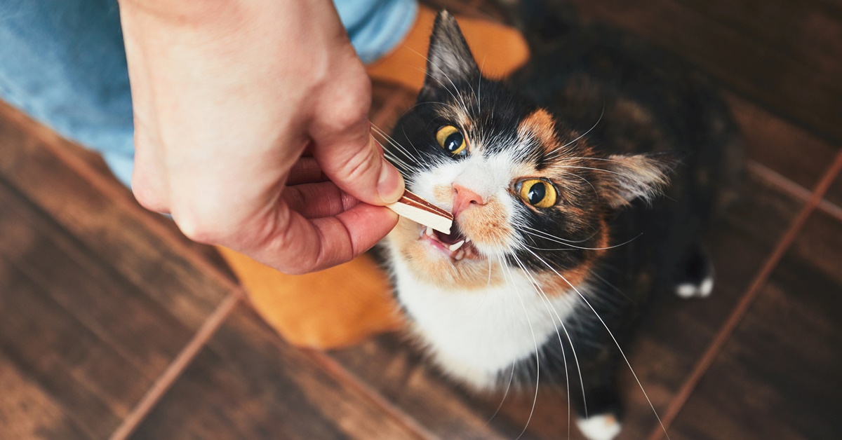 Snack fatti in casa per il gatto: 10 golosità che Micio amerà