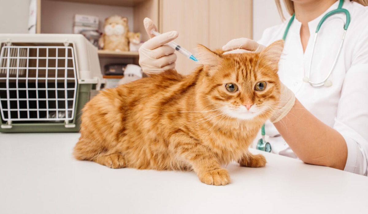 veterinario fa l'insulina al micio