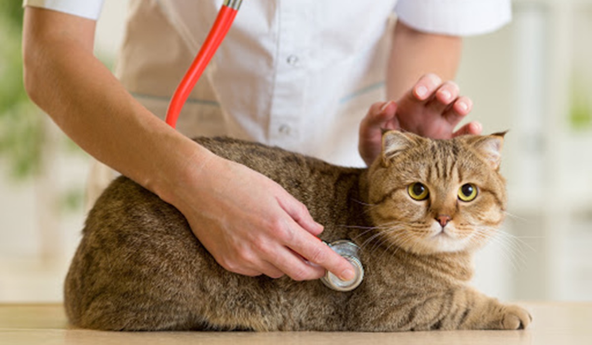 veterinario misura il battito cardiaco del gatto