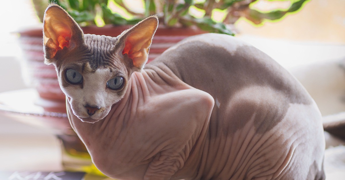 sphynx