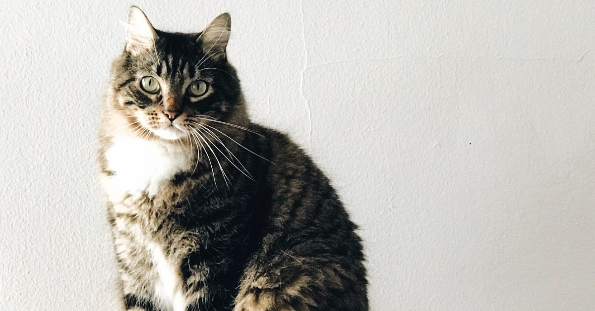 cuccioli di maine coon