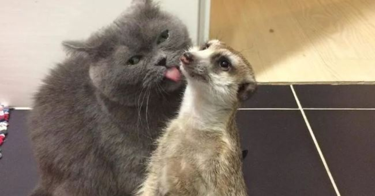 L’adorabile amicizia fra un gattino e un suricato (VIDEO)