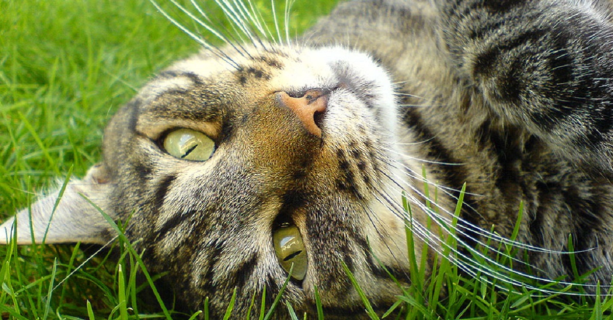 gatto nell'erba