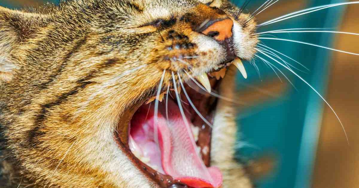 denti e lingua del gatto