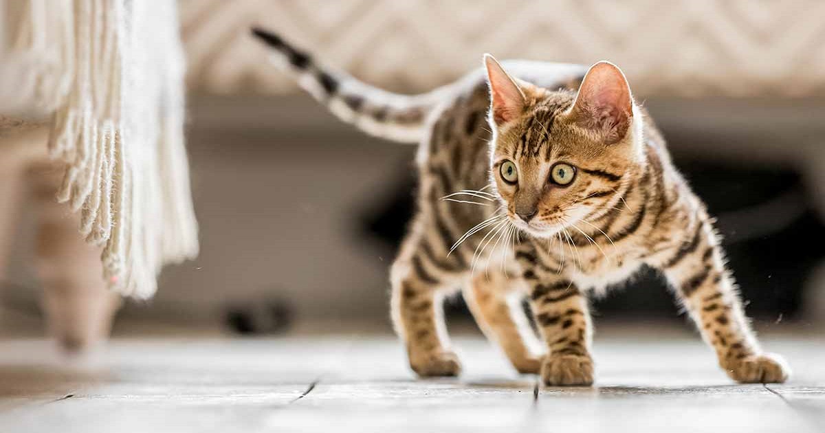 Tre gattini Soriano realizzano l’ultimo desiderio di una donna anziana (FOTO)