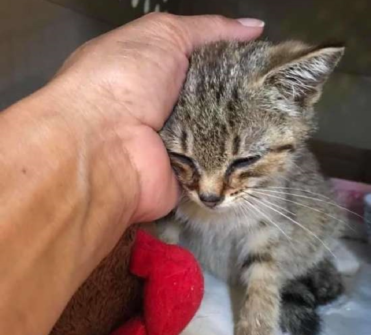 estrella gattina corsa veterinario