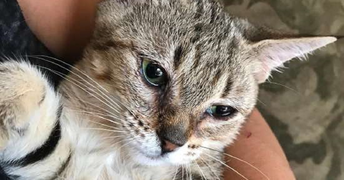 Trova una gattina sola sul marciapiede, il video del suo salvataggio è mozzafiato