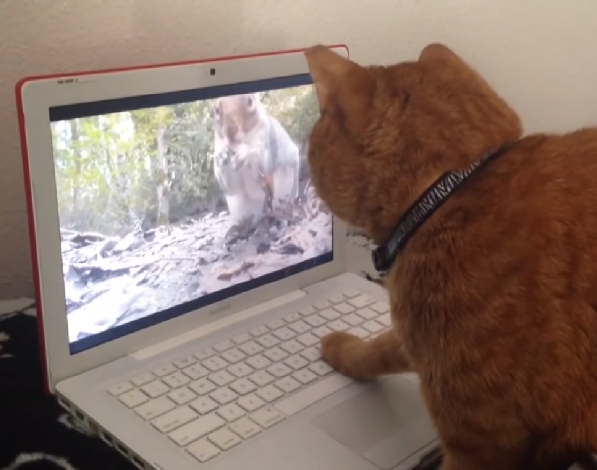 gattino attenzione su scoiattolo