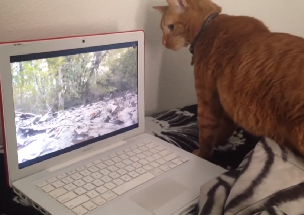 gattino cerca scoiattolo dietro computer