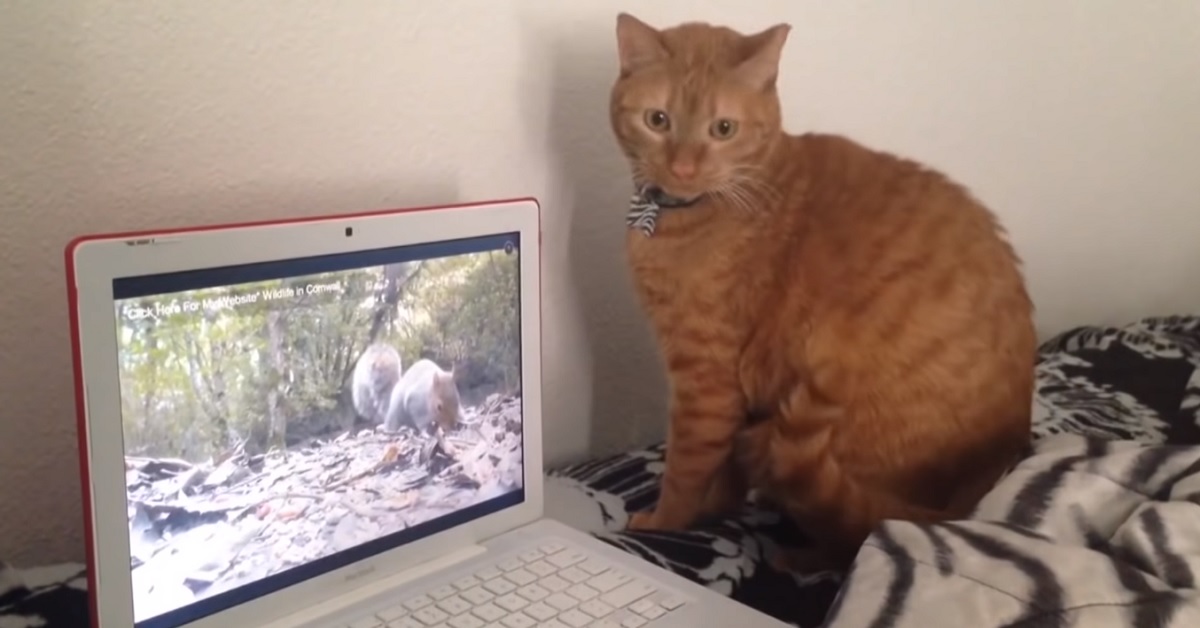 Un computer separa un gattino europeo ed uno scoiattolo, il video vi strapperà una risata