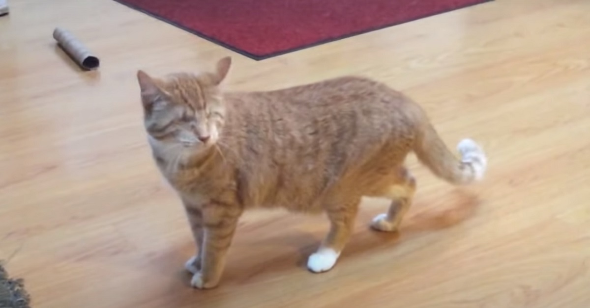 Un gattino cieco reagisce in modo dolcissimo quando sente la musica per gatti (VIDEO)