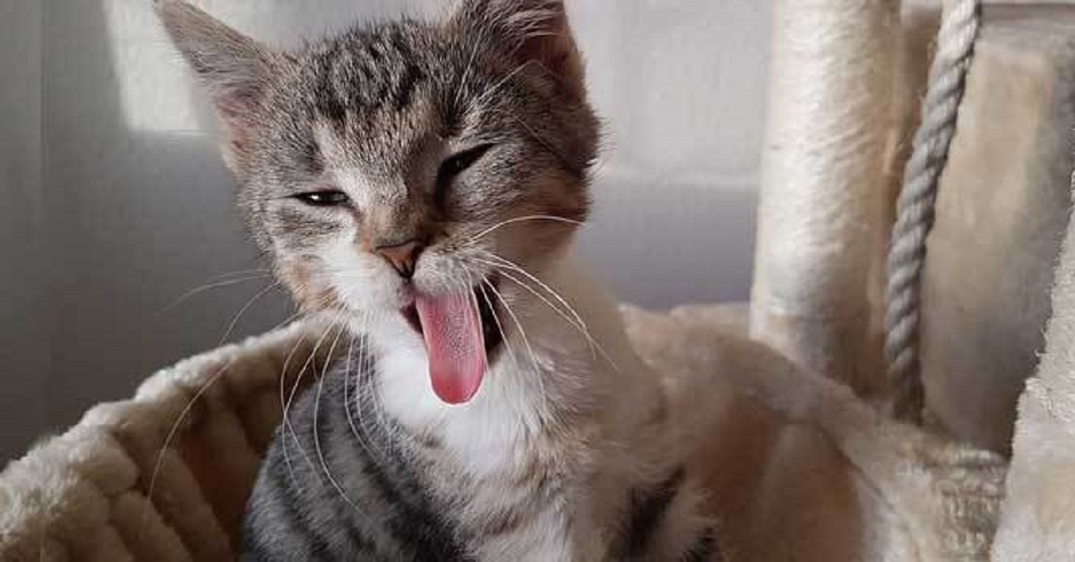 Un gattino europeo da vita ad uno spettacolo quando vede un pettine, qualcuno potrebbe non credere ai propri occhi guardando il video