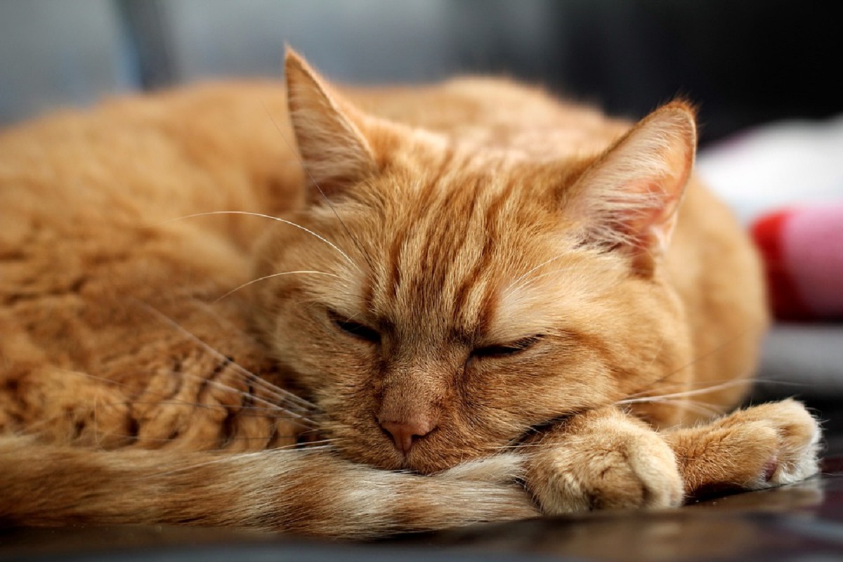 tenero gattino bagno