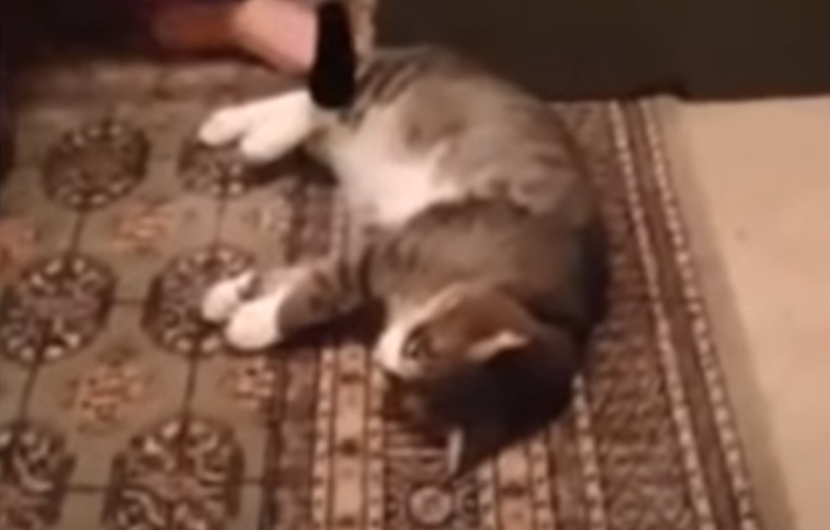 gattino finge morte