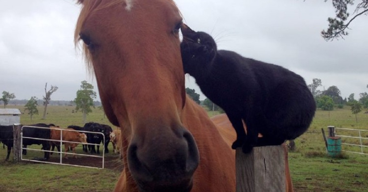 Un gattino sale in groppa al suo amico cavallo (VIDEO)