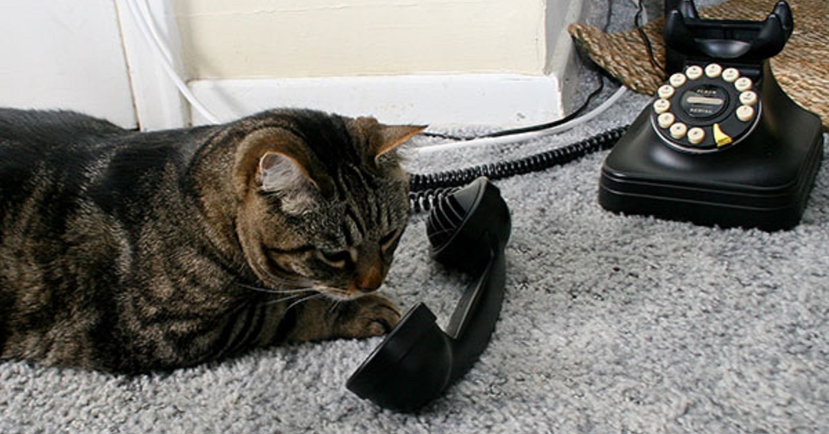 Un gattino sente squillare il telefono in ufficio e “risponde” (VIDEO)