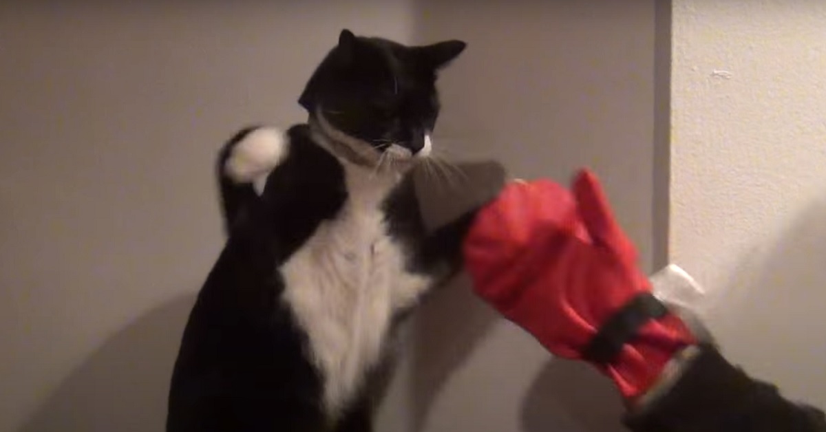 Un gattino si allena per diventare un vero pugile (VIDEO)