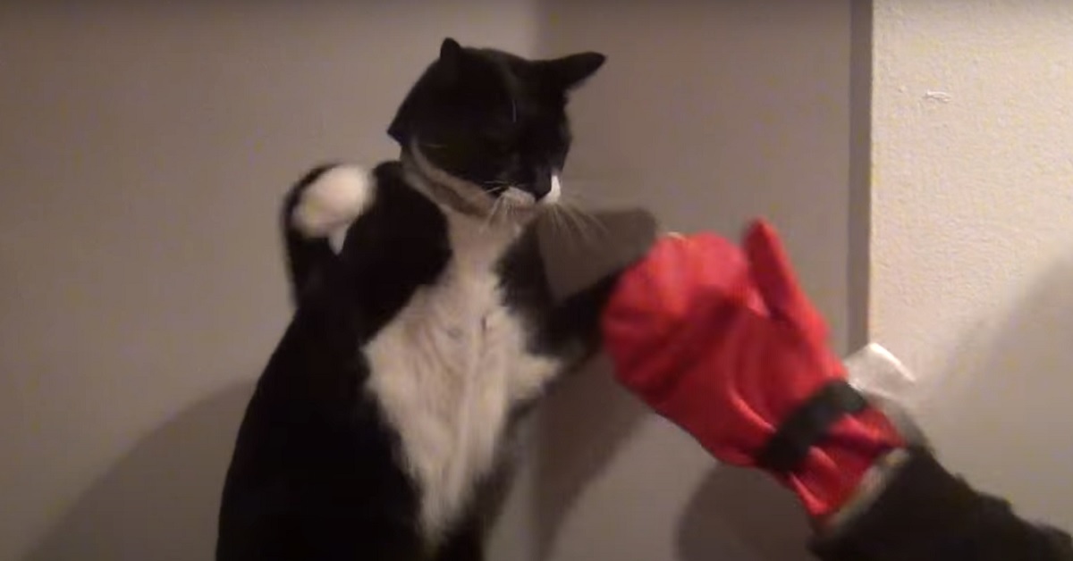 Un gattino si allena per diventare un vero pugile (VIDEO)