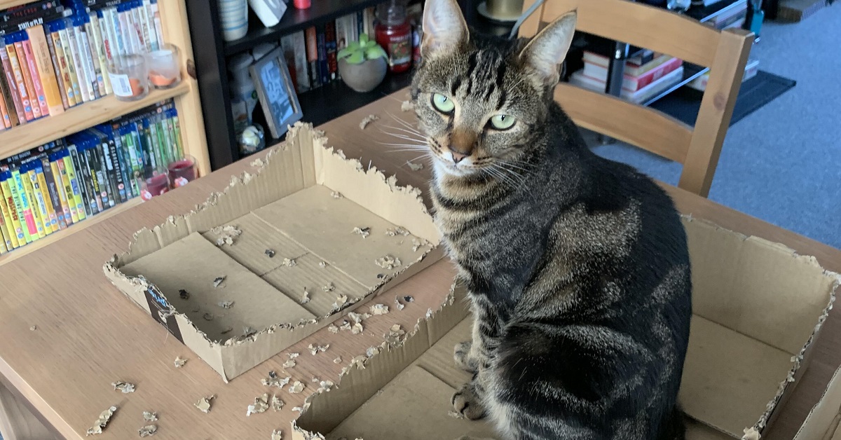 Un gattino si arrabbia in modo divertente con la scatola dei biscotti (VIDEO)