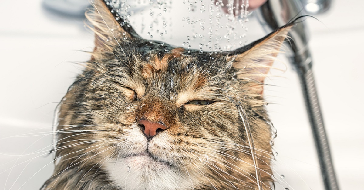 Un gattino si gode così tanto il bagno caldo da non voler più uscire (VIDEO)