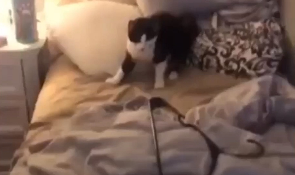 gattino paura oggetto