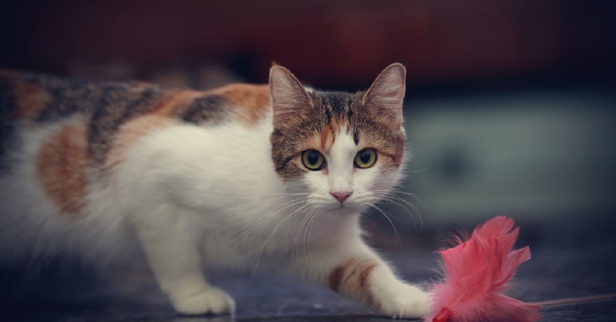 Un gattino vede per la prima volta una gruccia e si spaventa (VIDEO)
