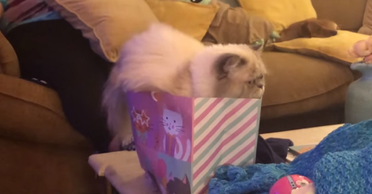 Un gattino vuole entrare a tutti i costi dentro una busta troppo piccola (VIDEO)