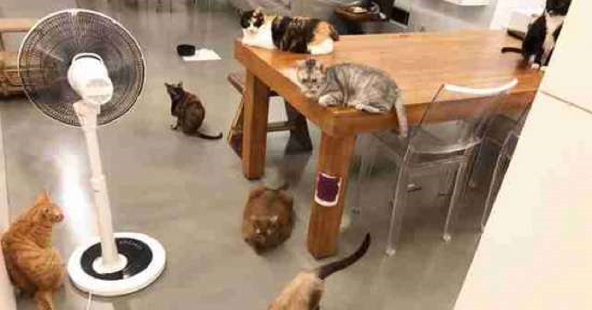 Una scossa di terremoto li coglie di sorpresa. Nel video la reazione dei gattini terrorizzati