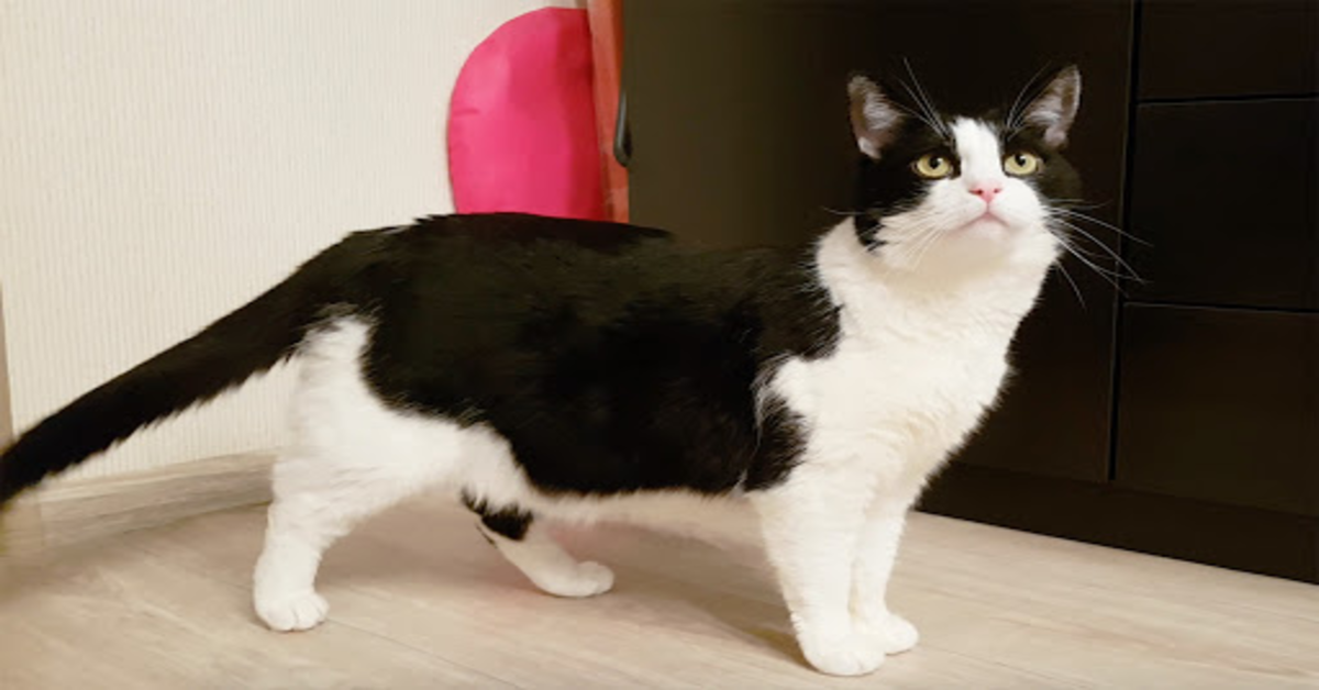 Pusic, il gattino europeo che vede per la prima volta un drone (VIDEO)
